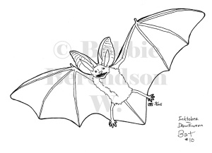 Large Eared Desert Bat Ink Drawing 10: Bat
